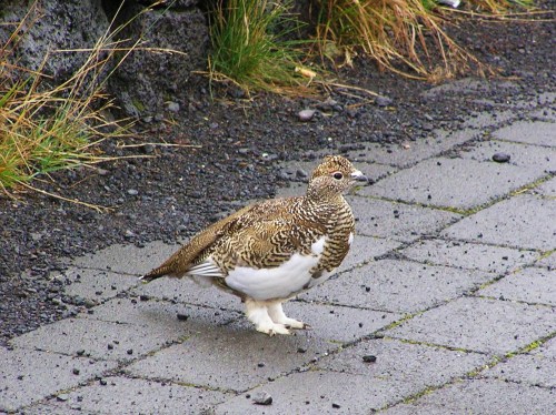 Woolly-feeted Ptarmigan!! (photo by Leah Arnold)